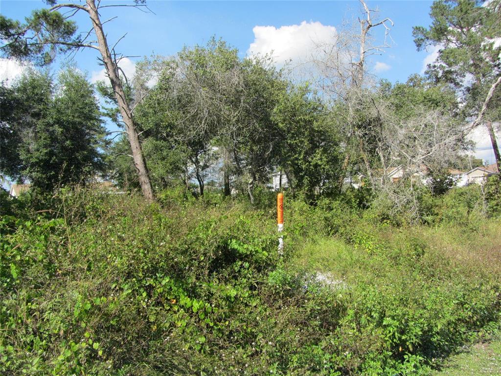 a view of a lush green forest with large trees