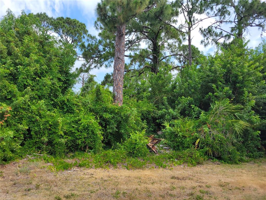 a lush green forest with lots of trees