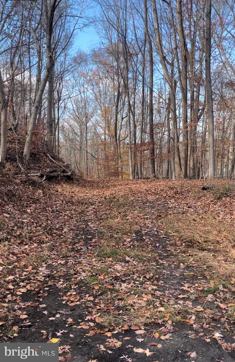 a view of a yard with trees