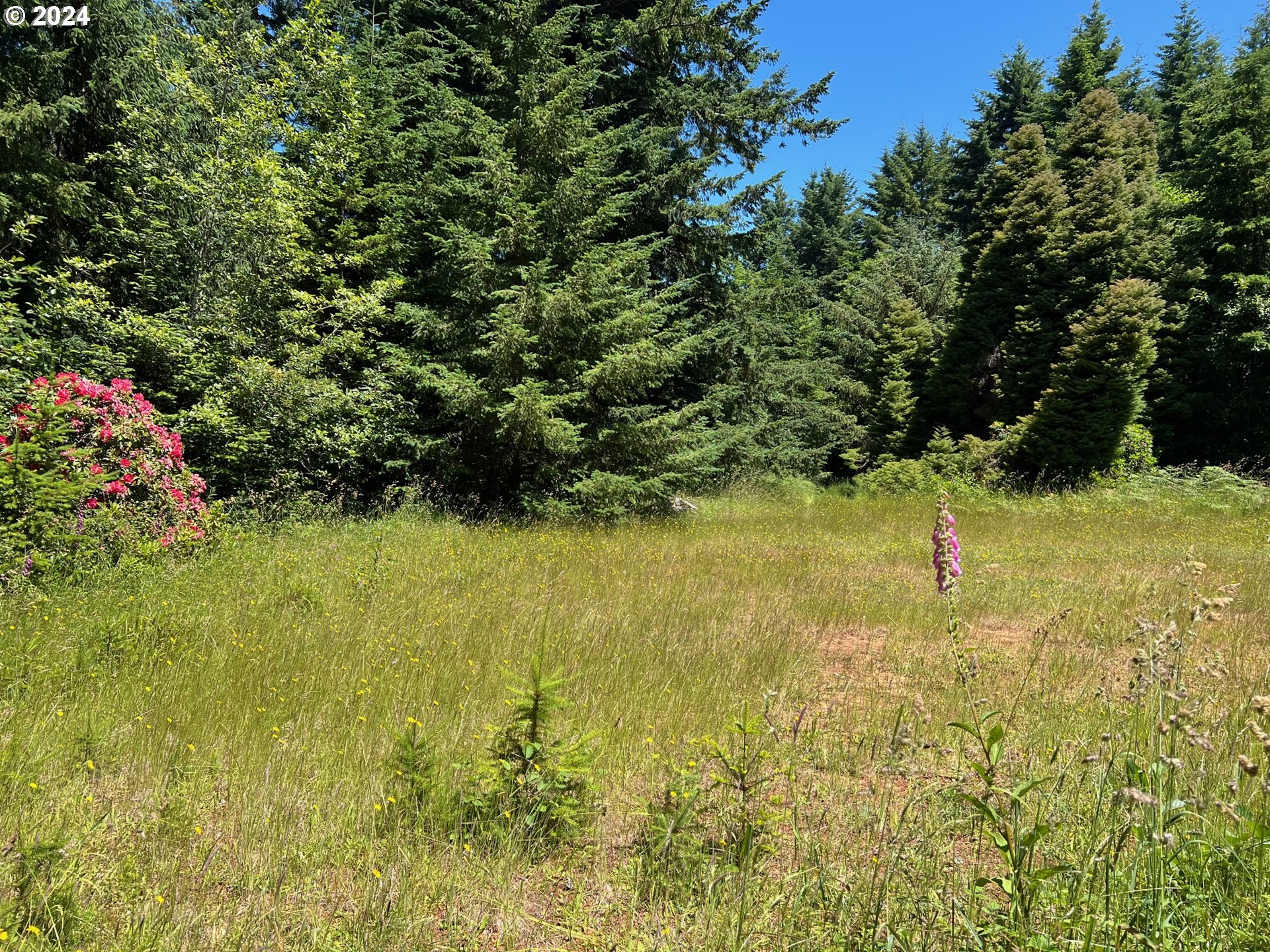 a view of yard with green space