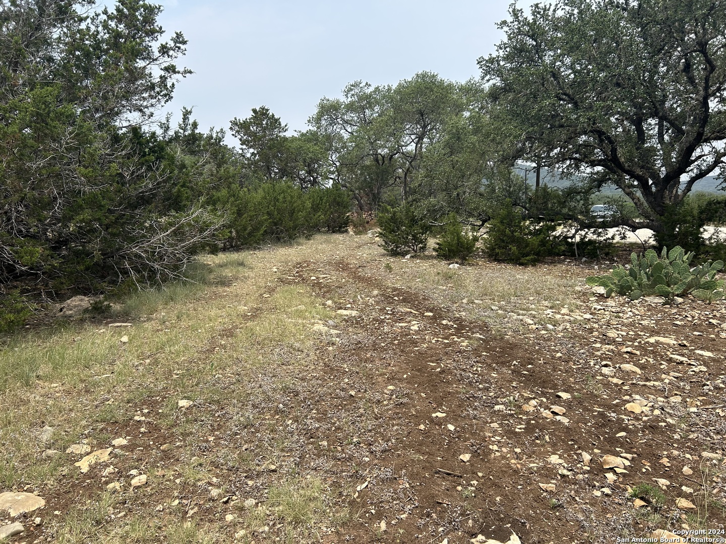 a view of a yard with a tree