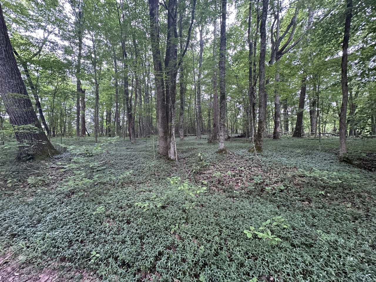 a view of a forest with trees in the background