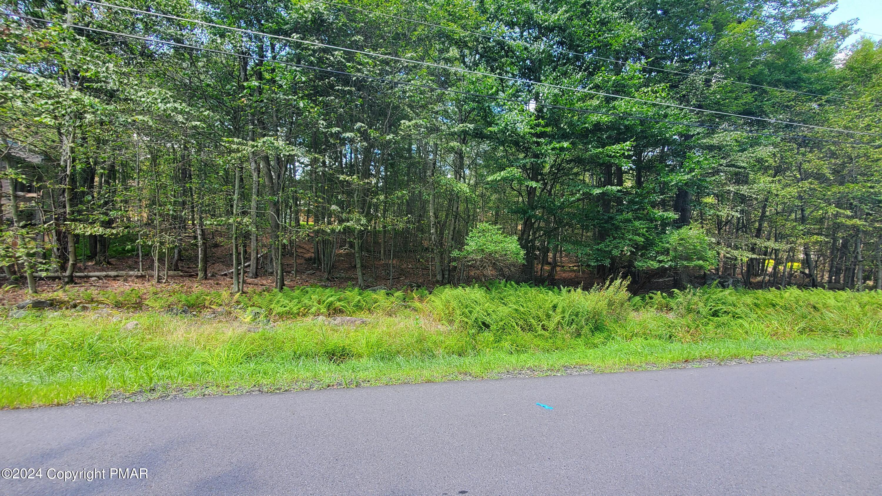 a view of a backyard with plants and large trees