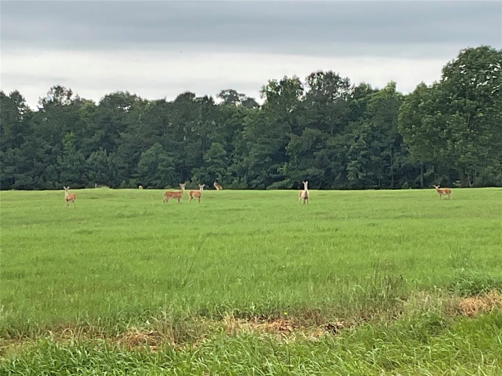 a view of field with trees in the background