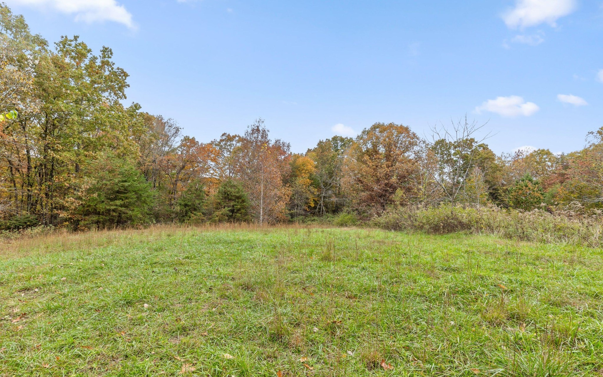 a view of a big yard with a tree