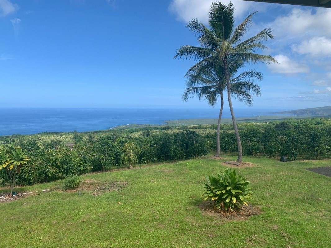 a view of a garden with a palm tree