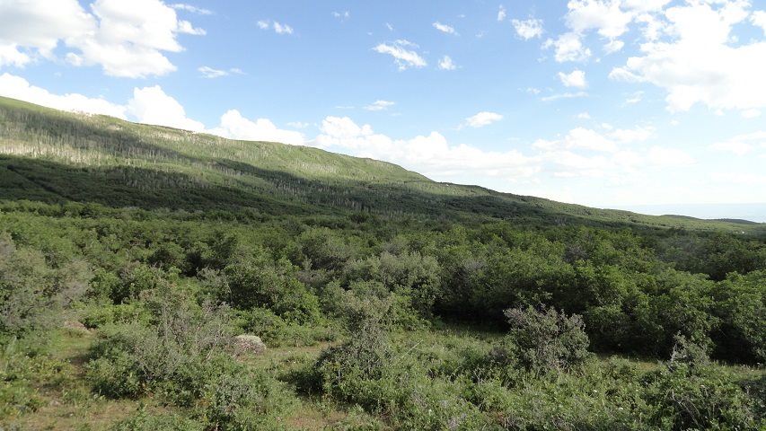 a view of a green field with lots of trees