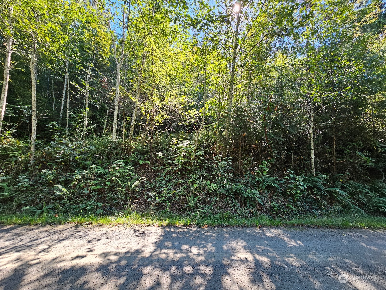 a view of a yard with plants and large trees