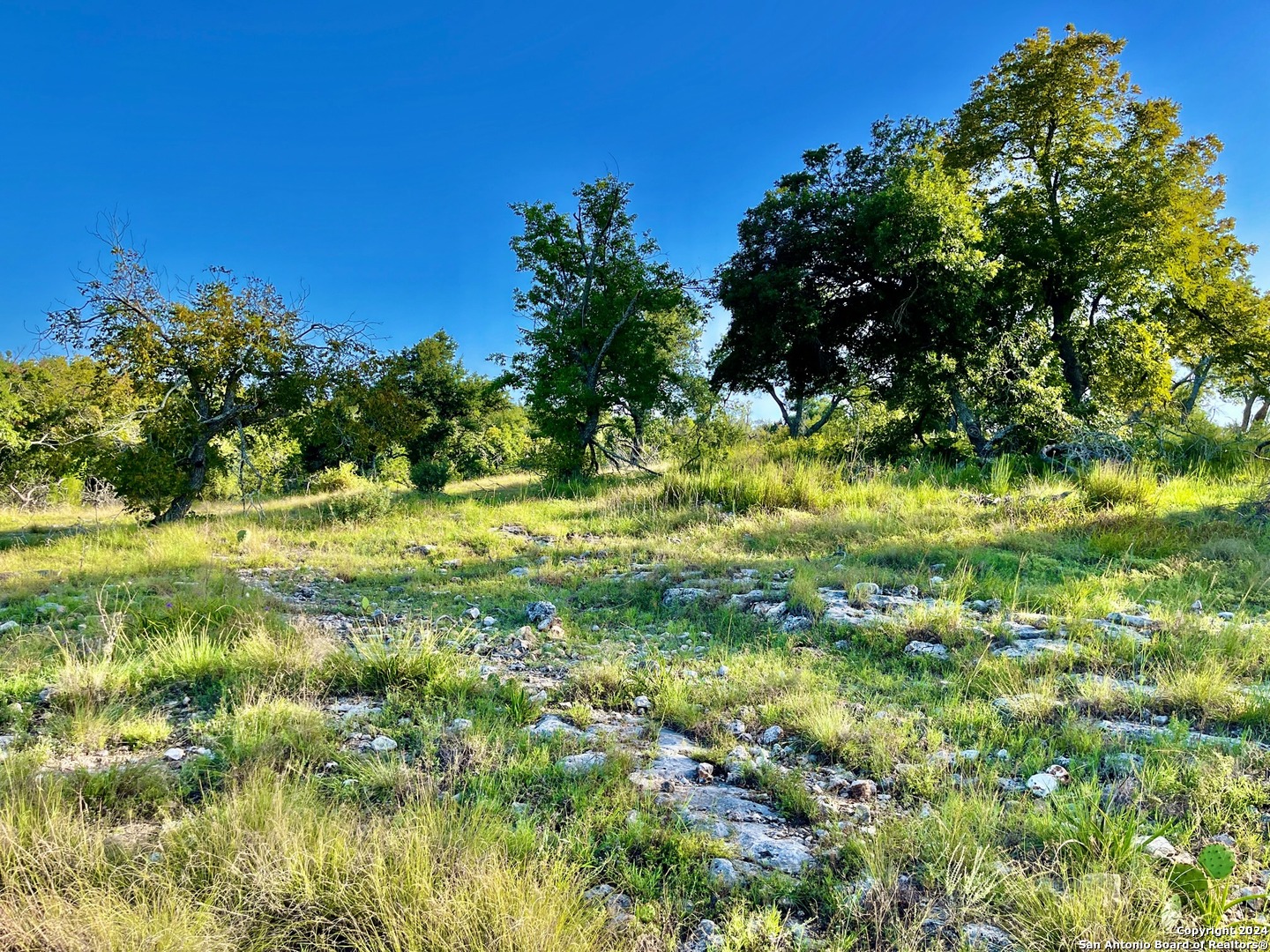 a view of a garden