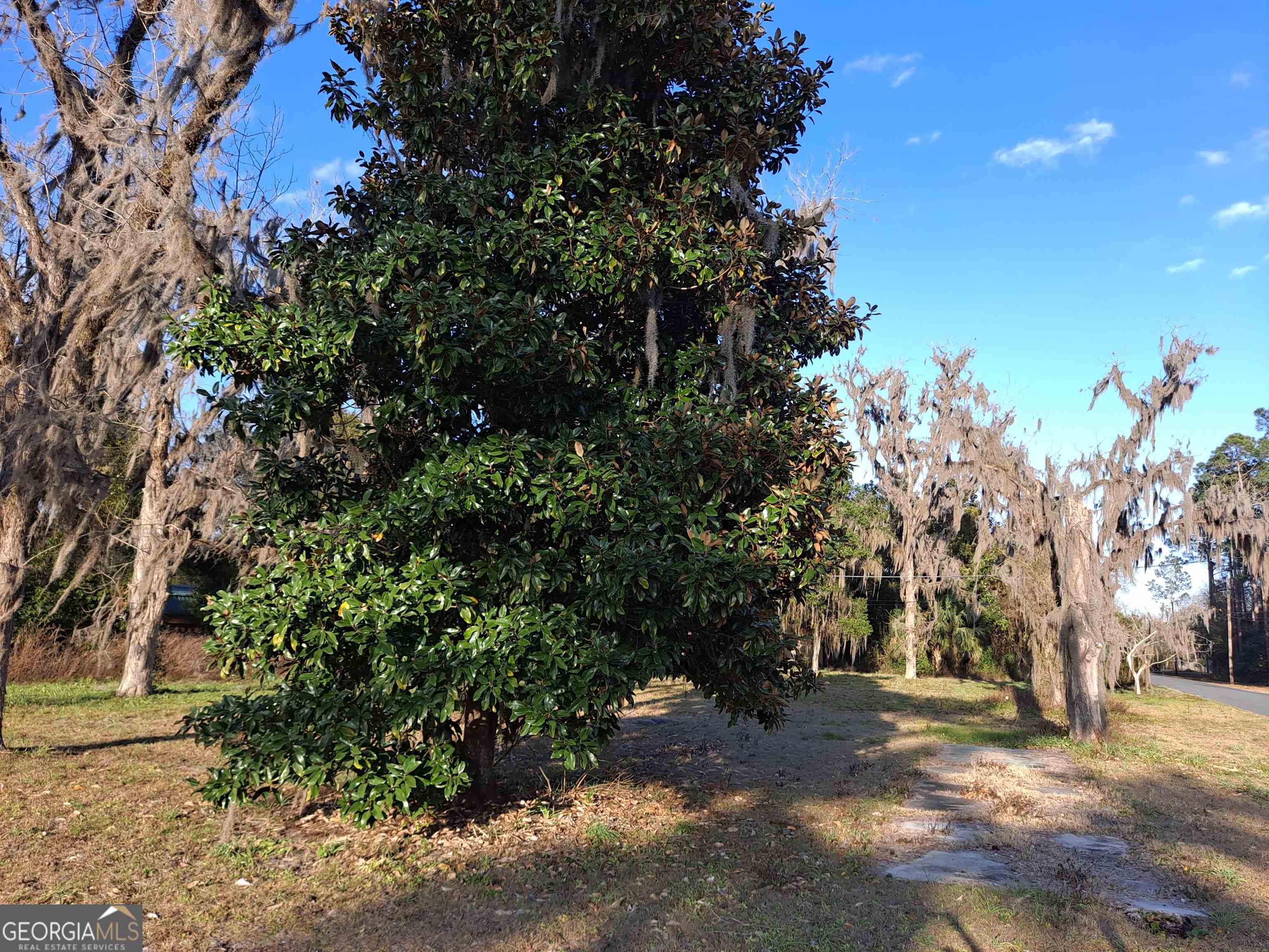 a view of a yard with plants and trees