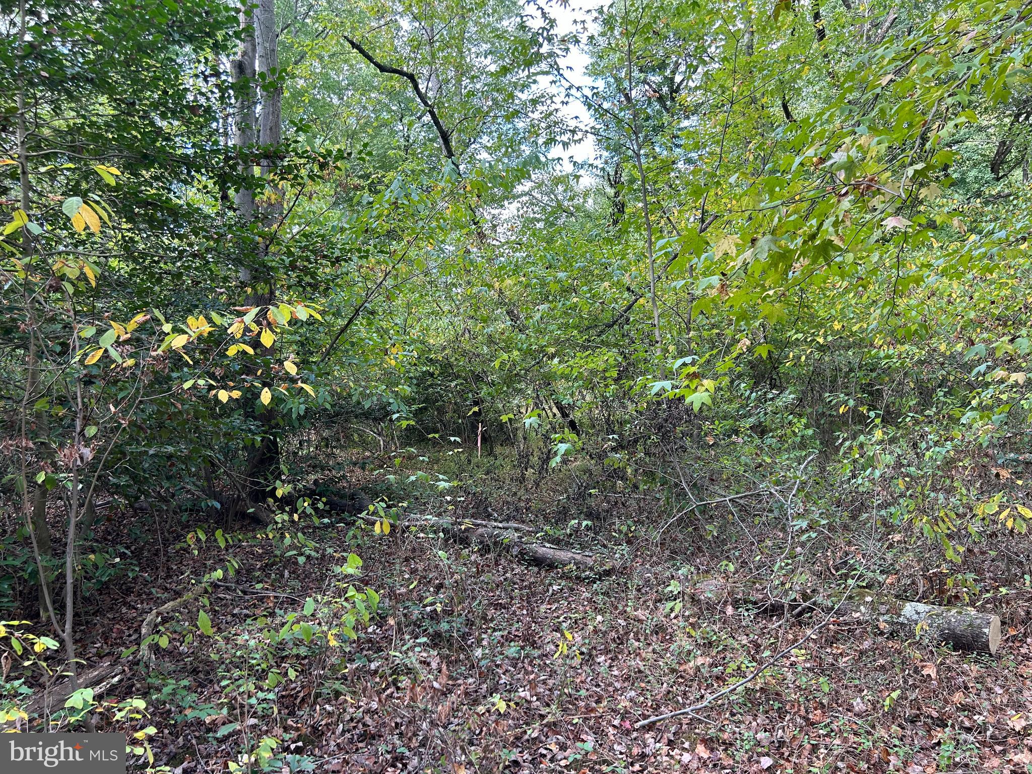 a view of a forest with plants