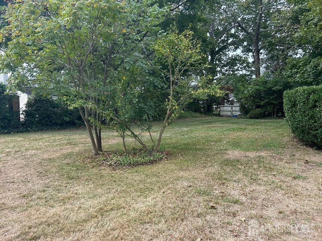 a view of a tree in a yard