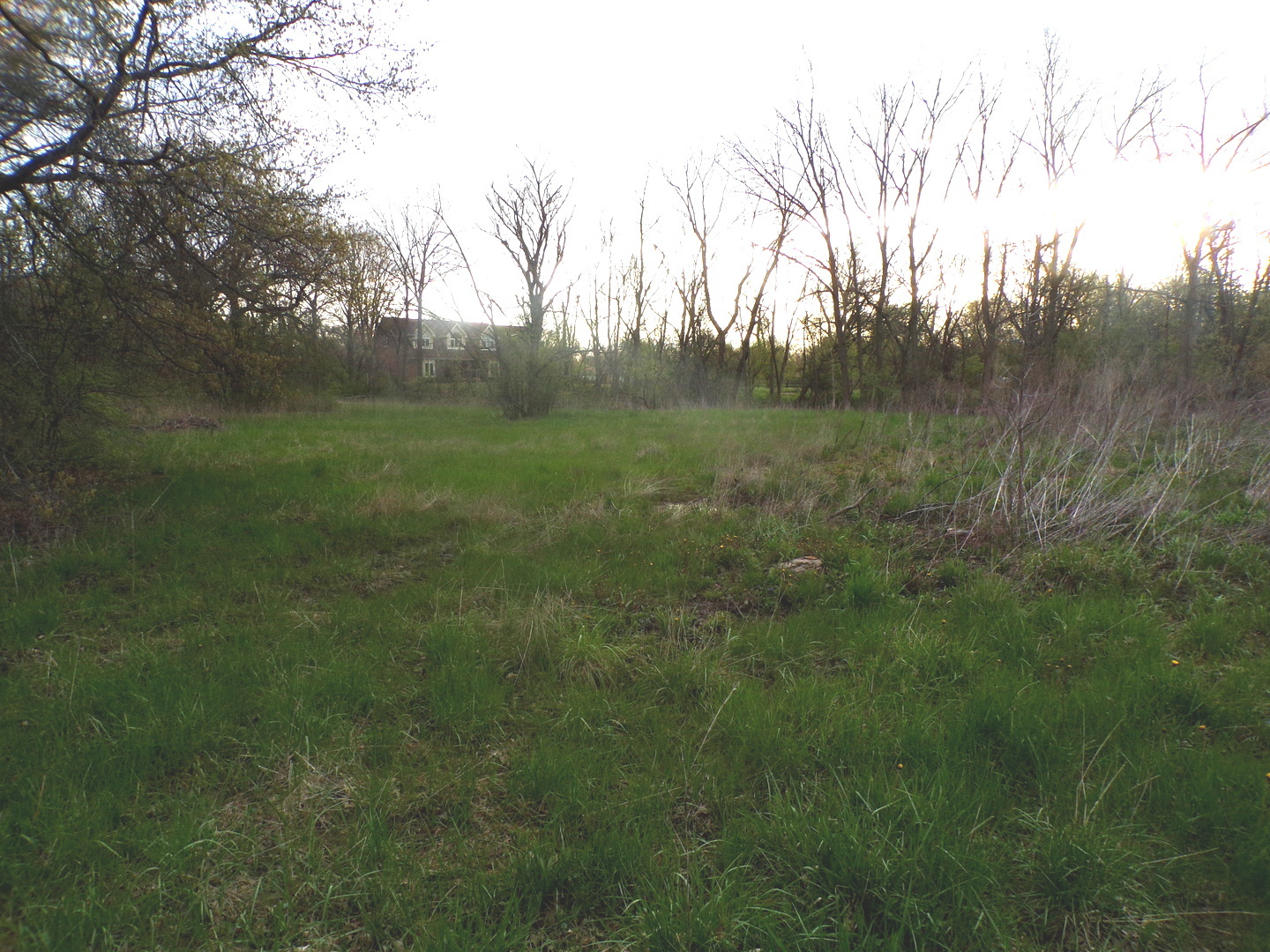 a view of a green field with lots of bushes