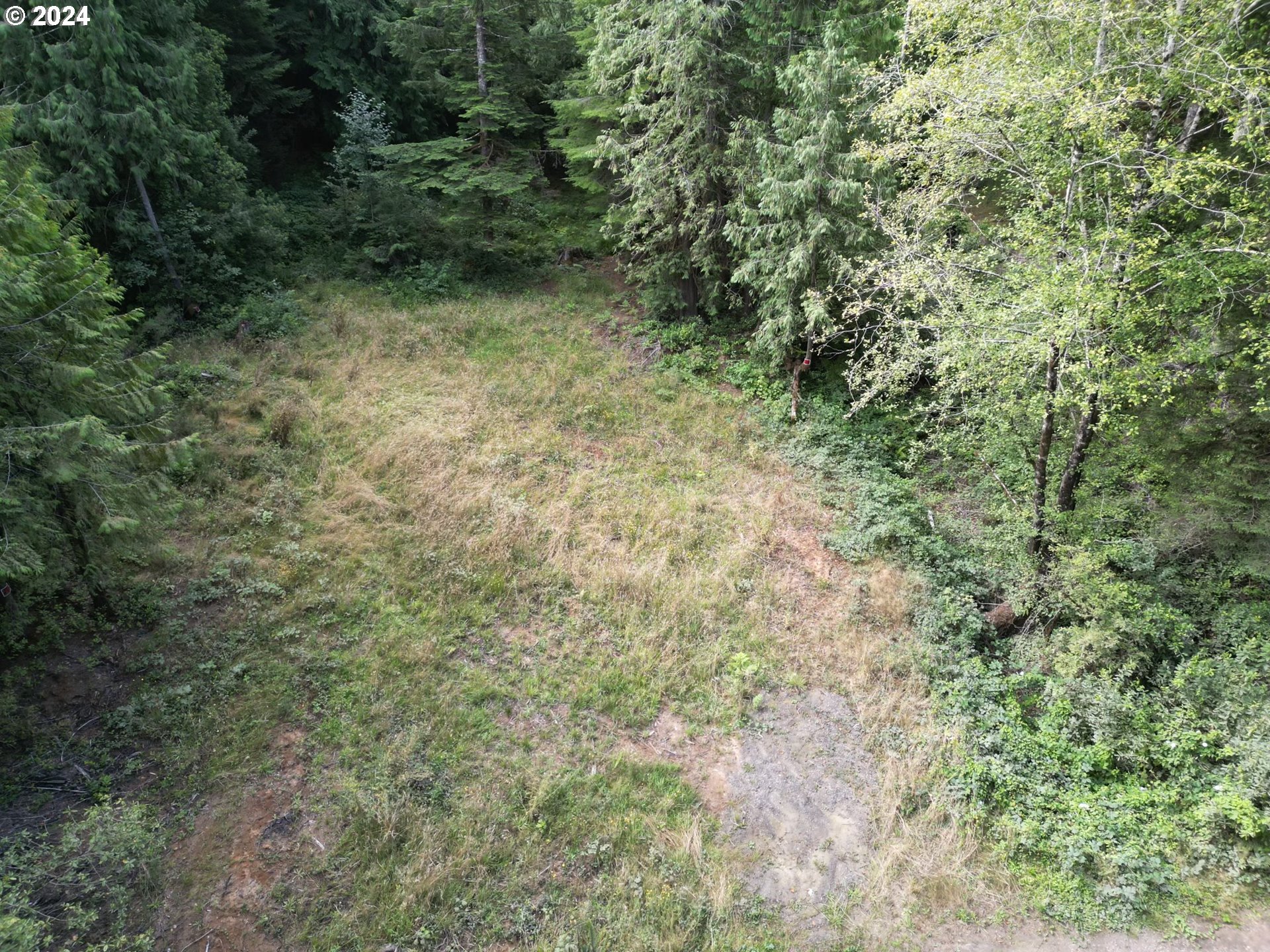 a view of a forest with a tree