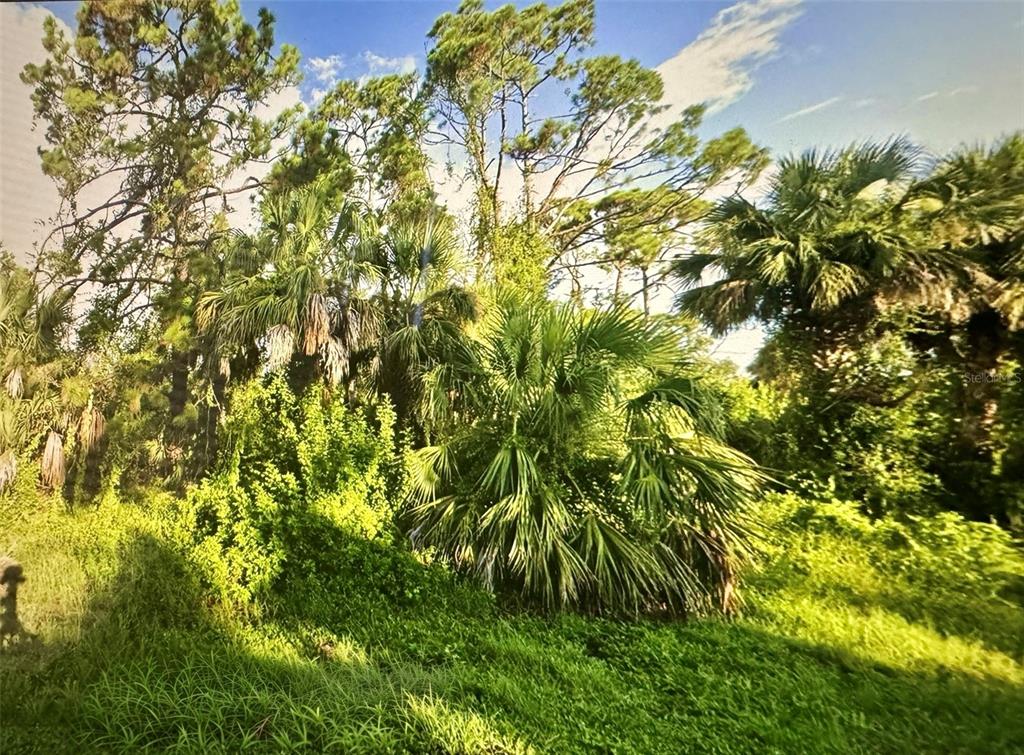 a view of a tree