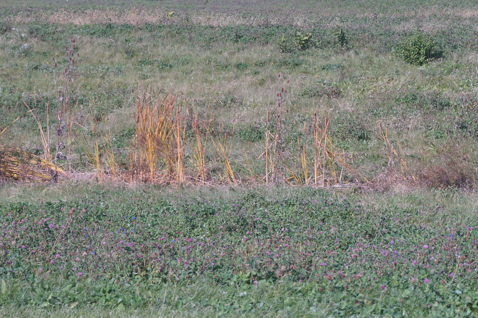 a view of a dry field