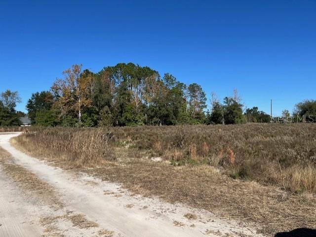 a view of a dry yard with trees