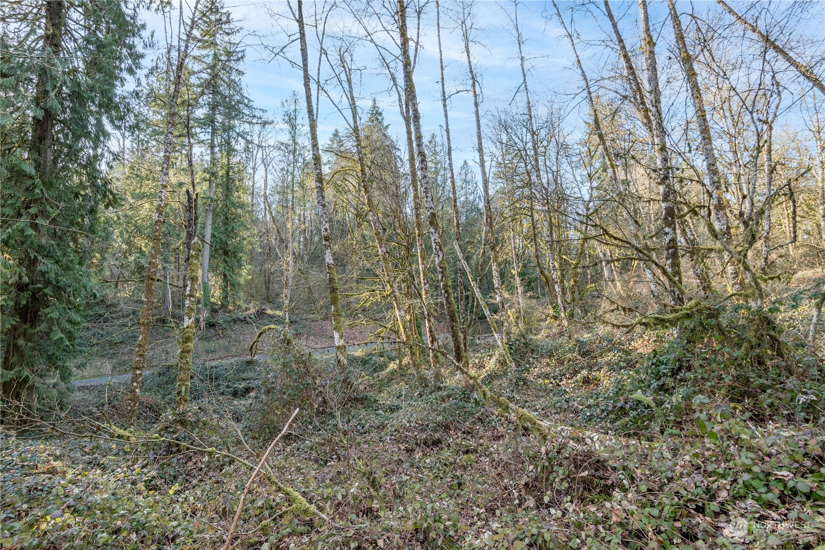 a view of a yard with a tree