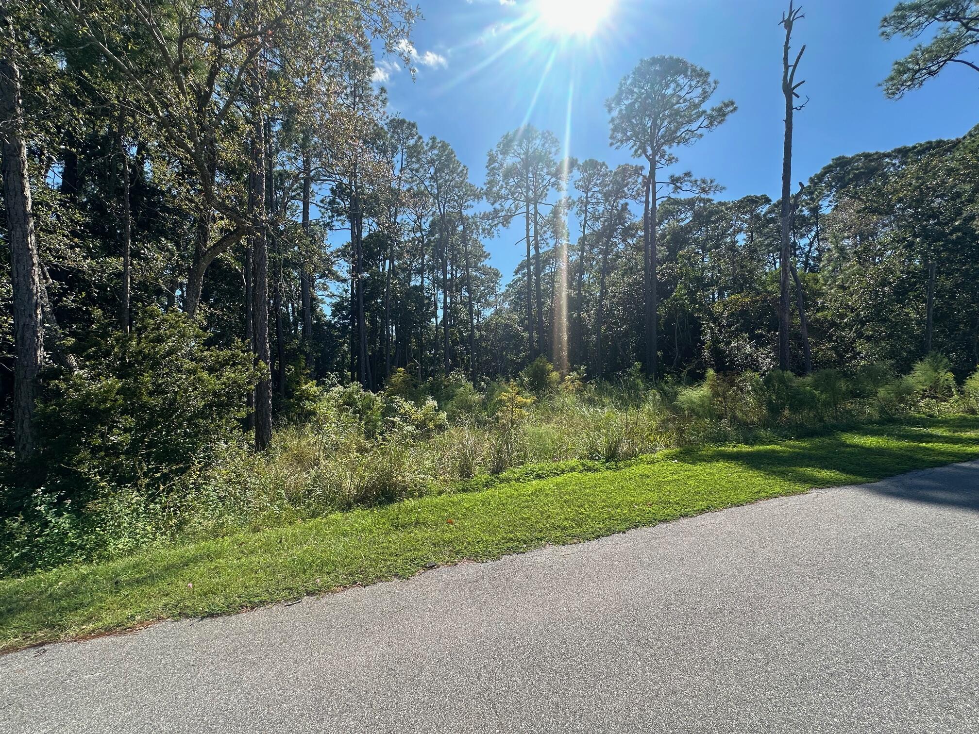 a view of a park with large trees