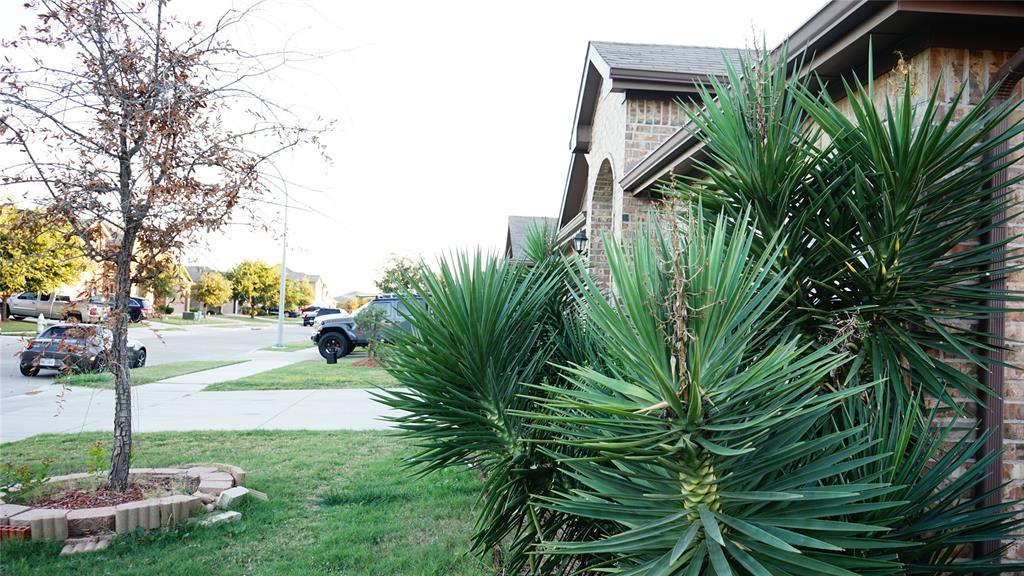 a view of a yard with plants and a large tree