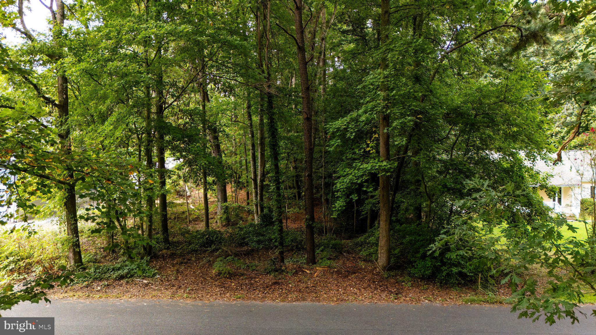 a view of a forest with trees in front of it