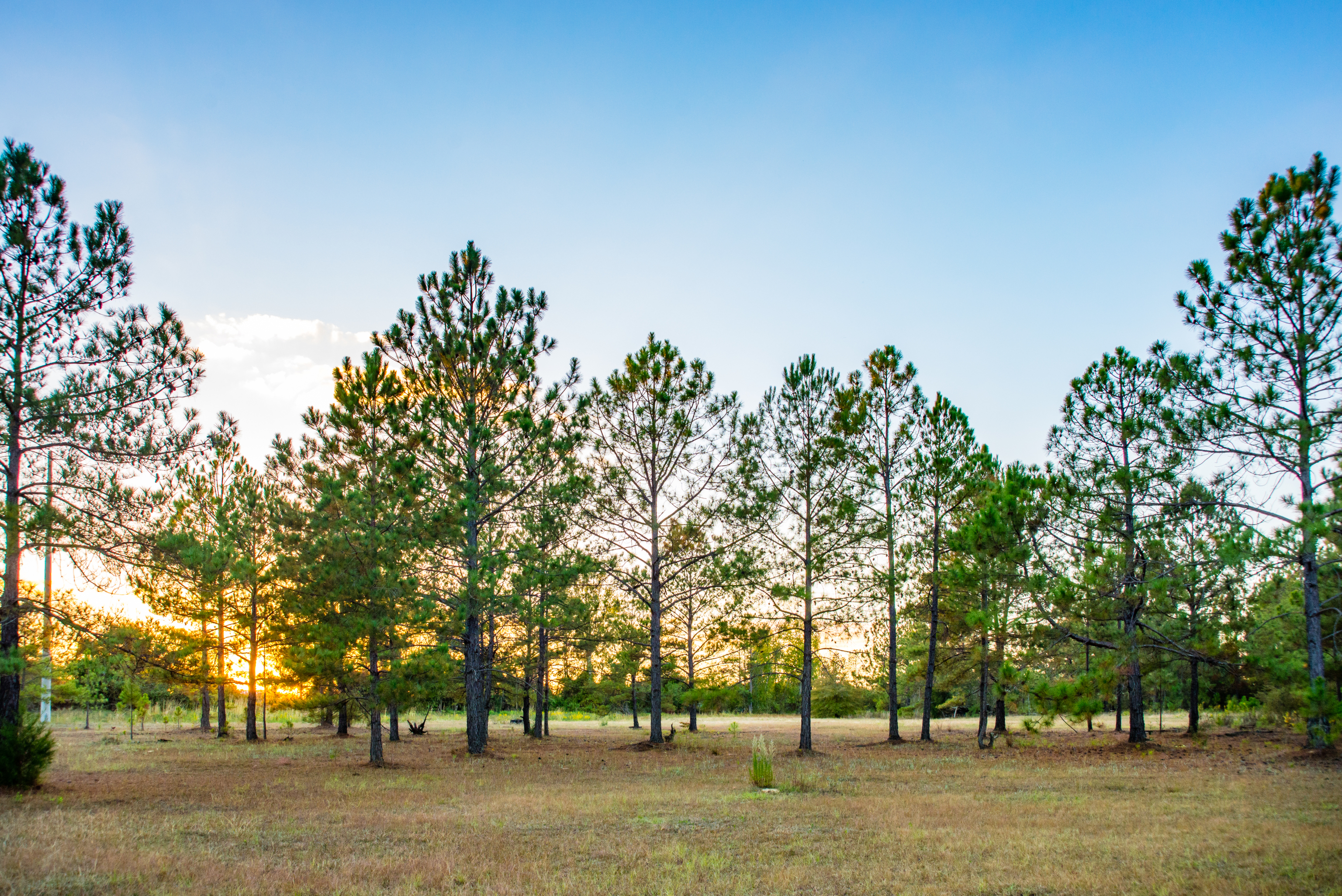 a big yard with large trees