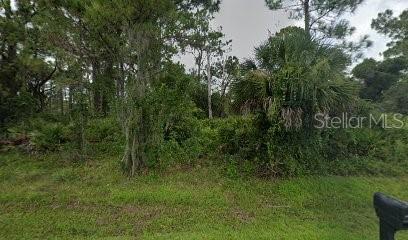 a view of a lush green forest