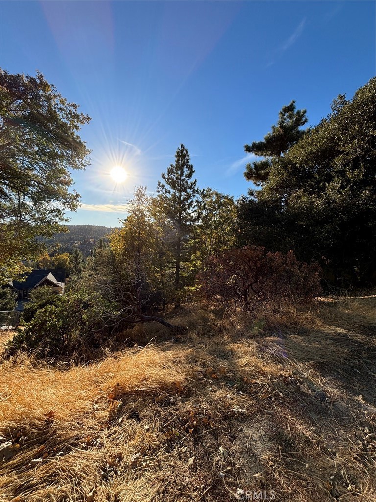 a view of a yard with a tree