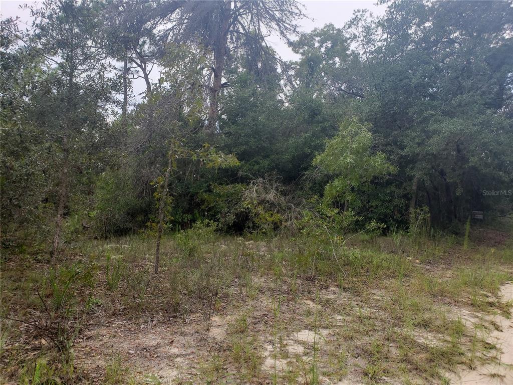 a view of a forest with trees in the background