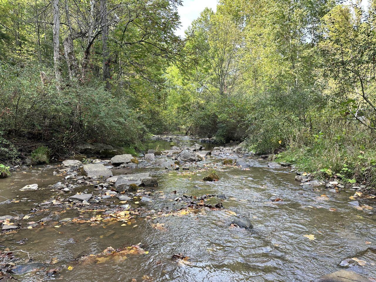 a view of a forest with trees