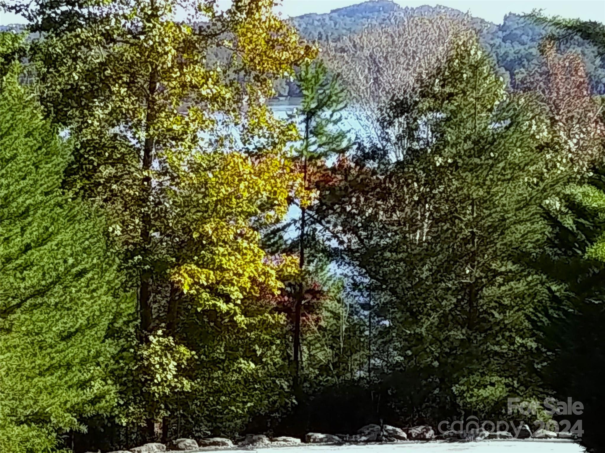 a view of a tree in a yard