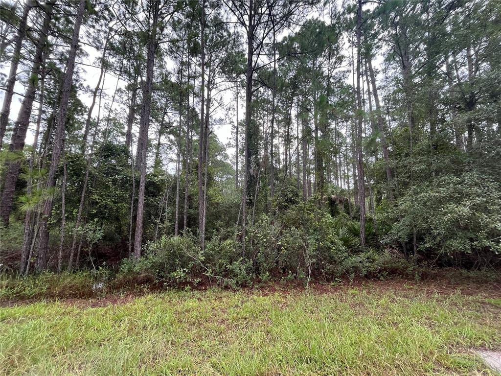 a view of backyard with green space