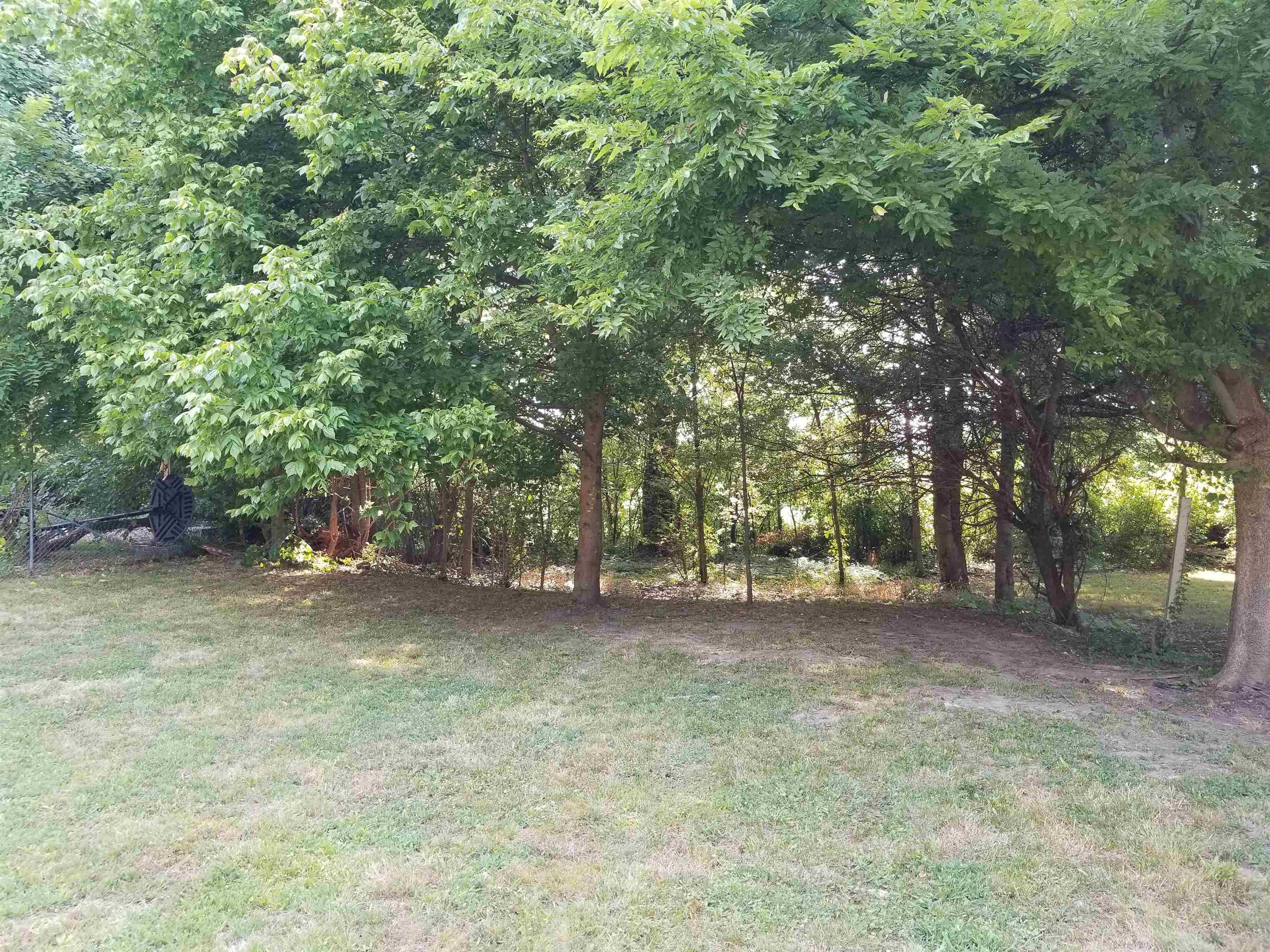 a view of a tree in the middle of a yard