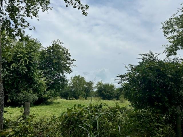 a view of a bunch of trees in a field