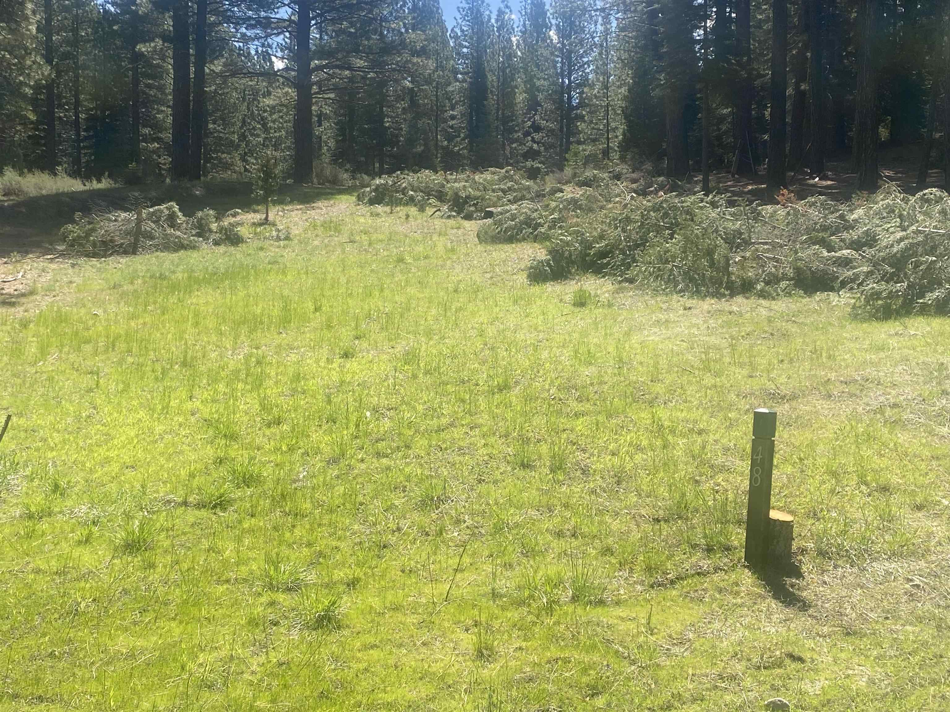 a view of a yard with trees