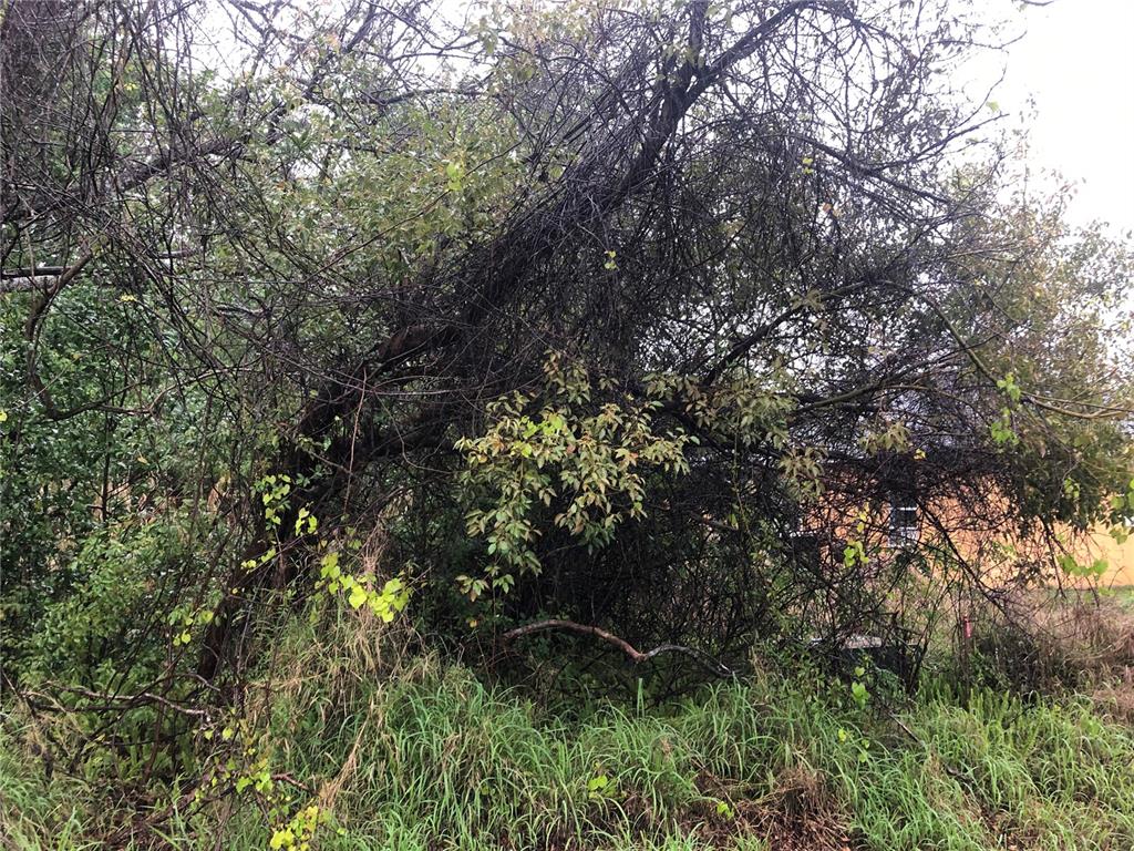 a view of bushes and tree