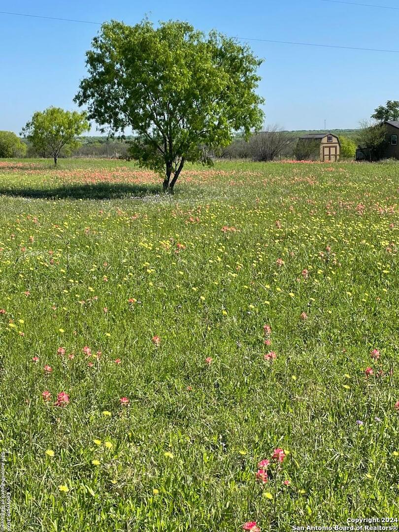 a view of a garden with a tree