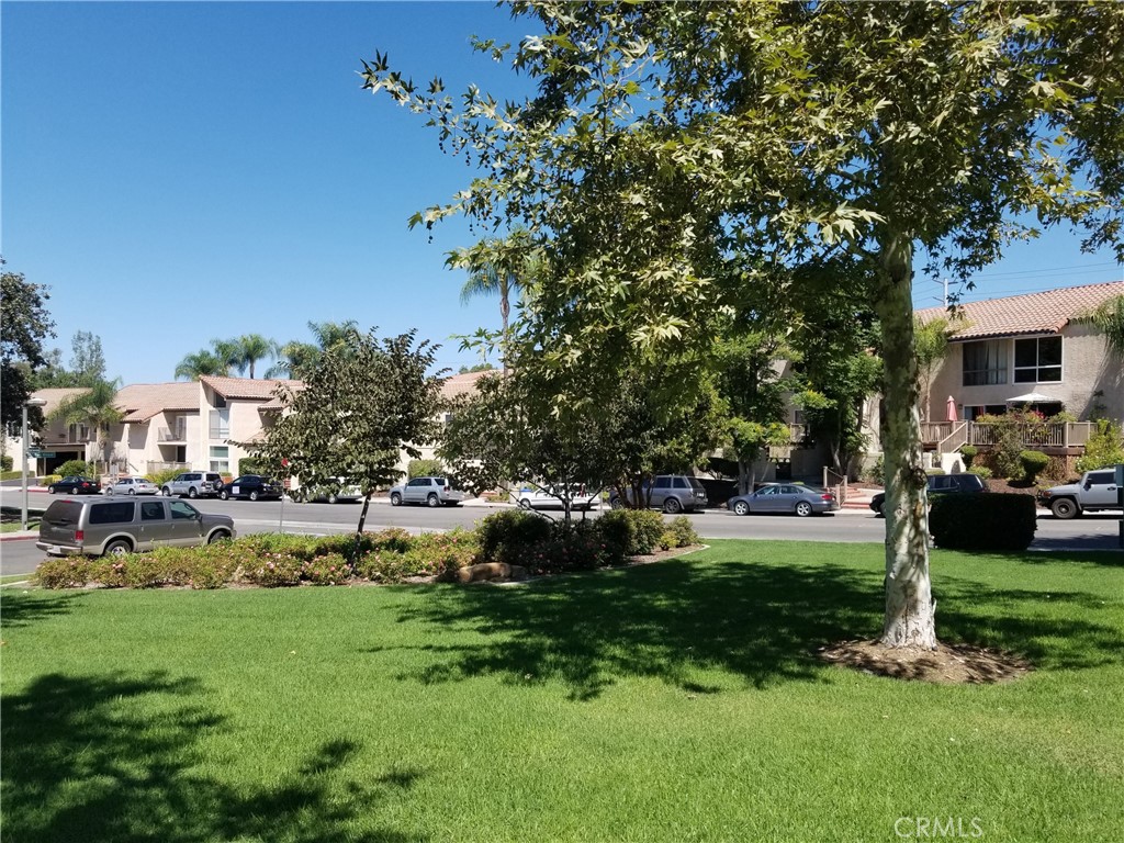 a view of a park with large trees