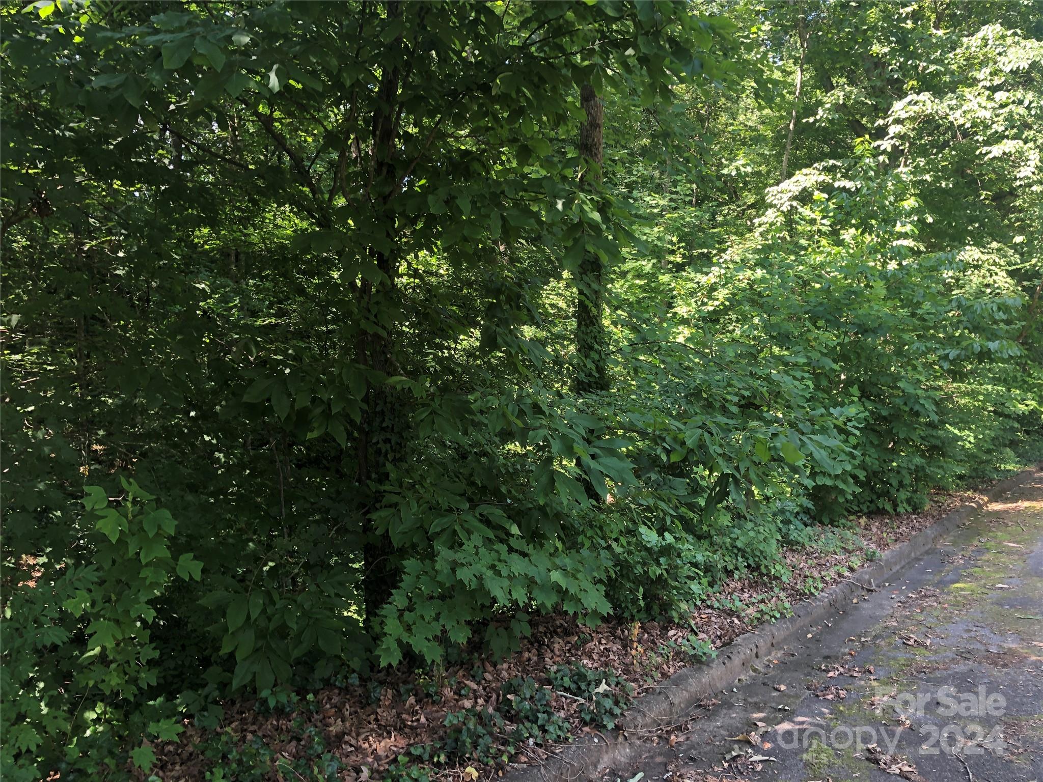 a view of a lush green forest