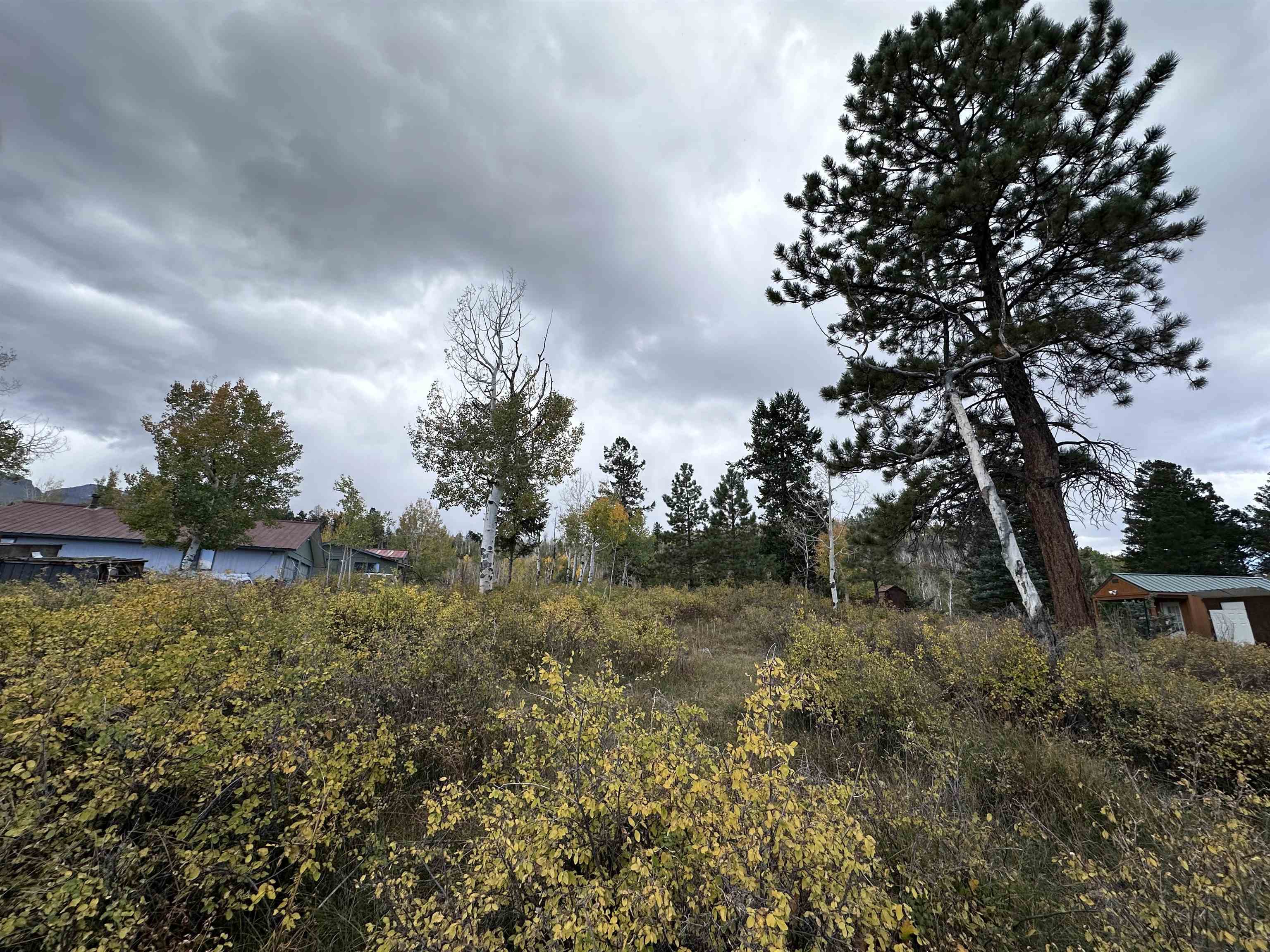 a view of a yard with large trees