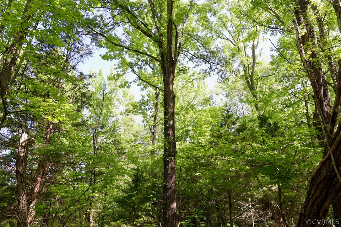 a view of tree