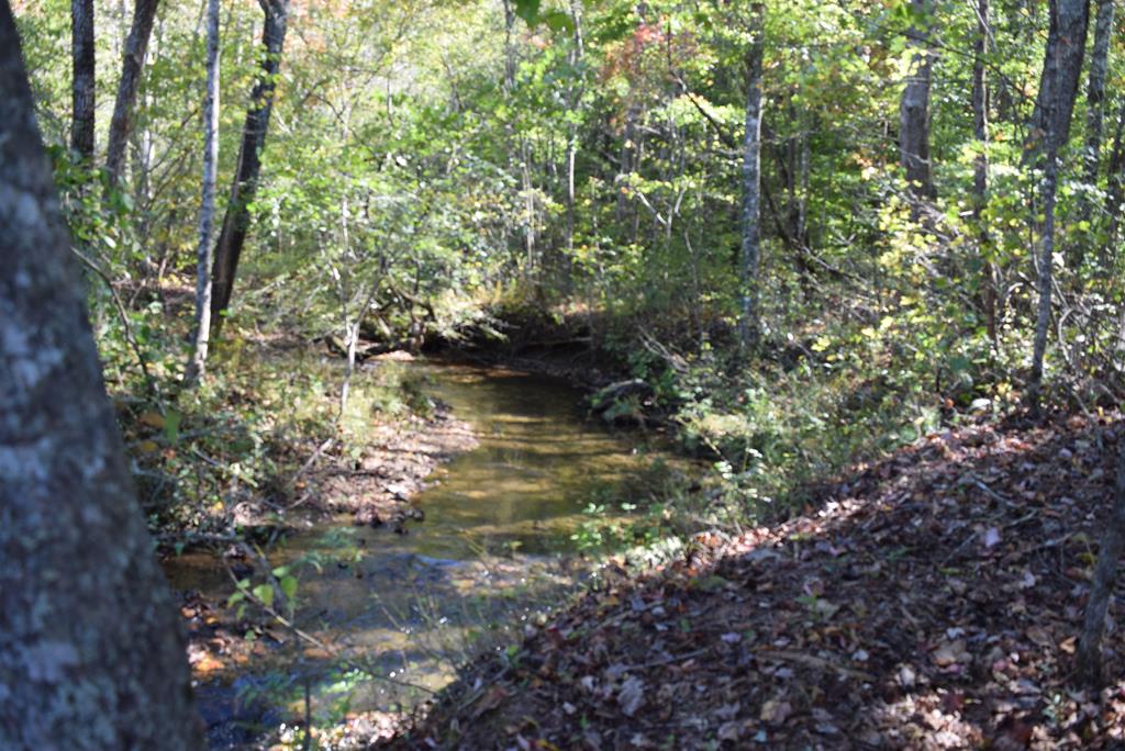 a view of a forest