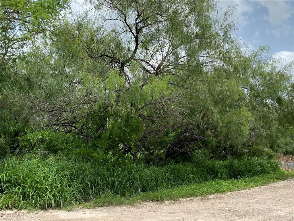 a view of a lush green forest