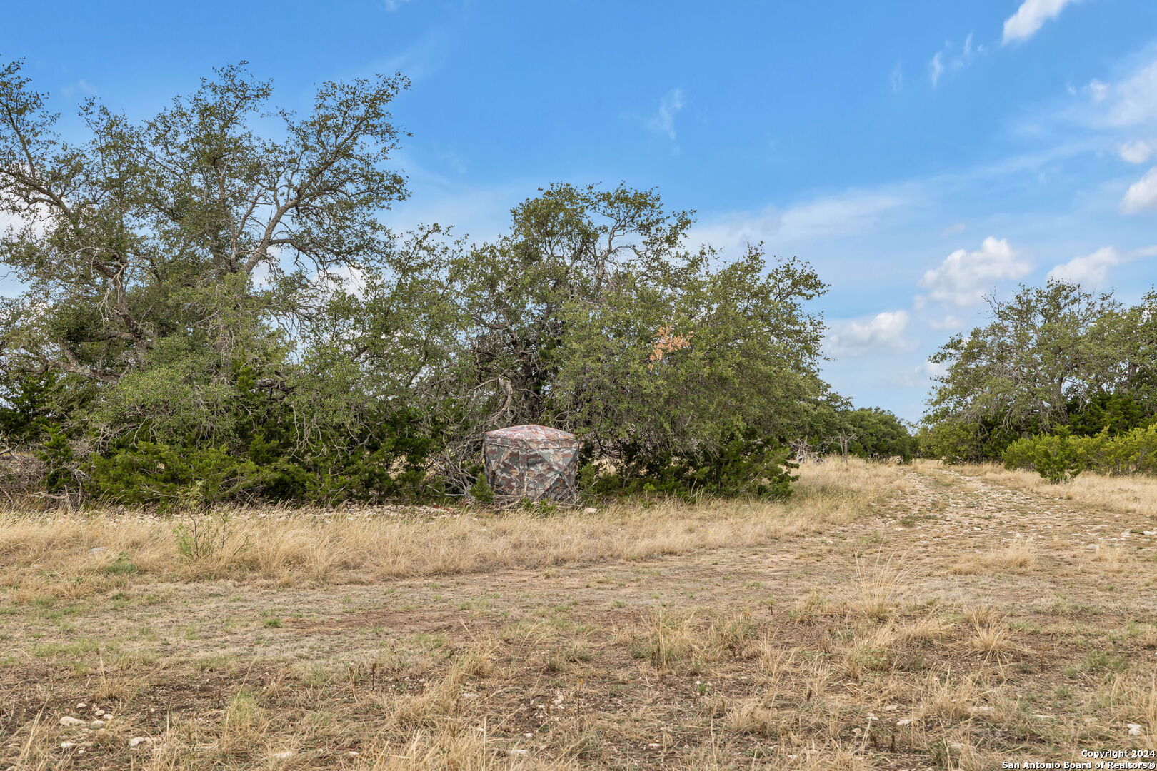 a view of a dry yard with trees