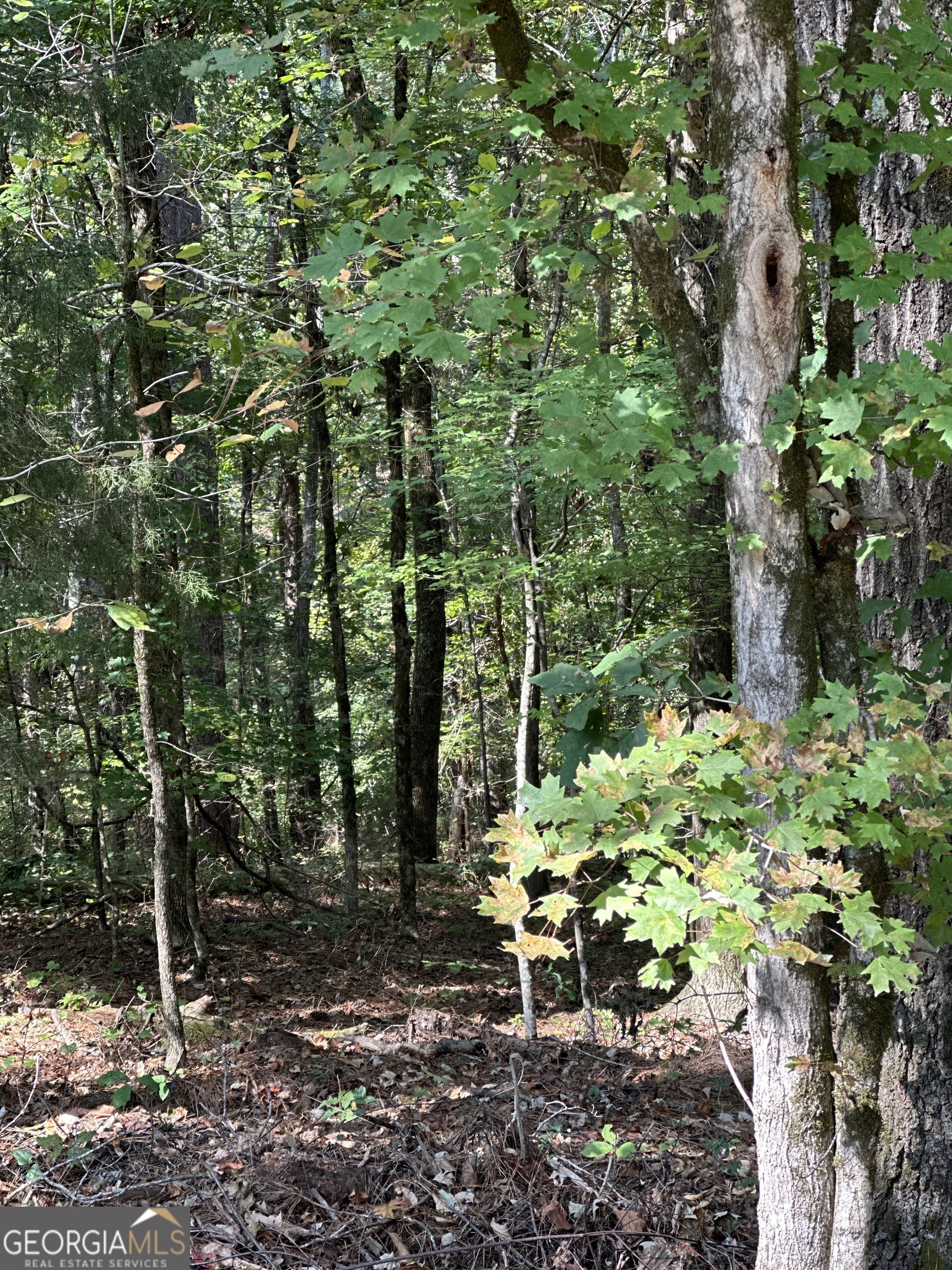 a garden with lots of trees