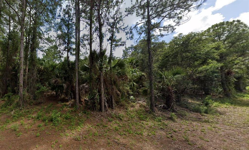 a view of a forest with trees in the background