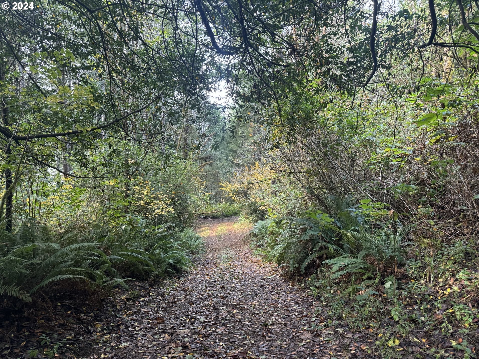 a view of a forest with lots of trees