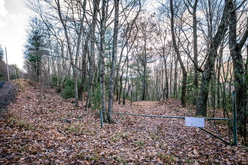 a view of a yard with trees