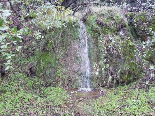 a view of a forest that has a tree