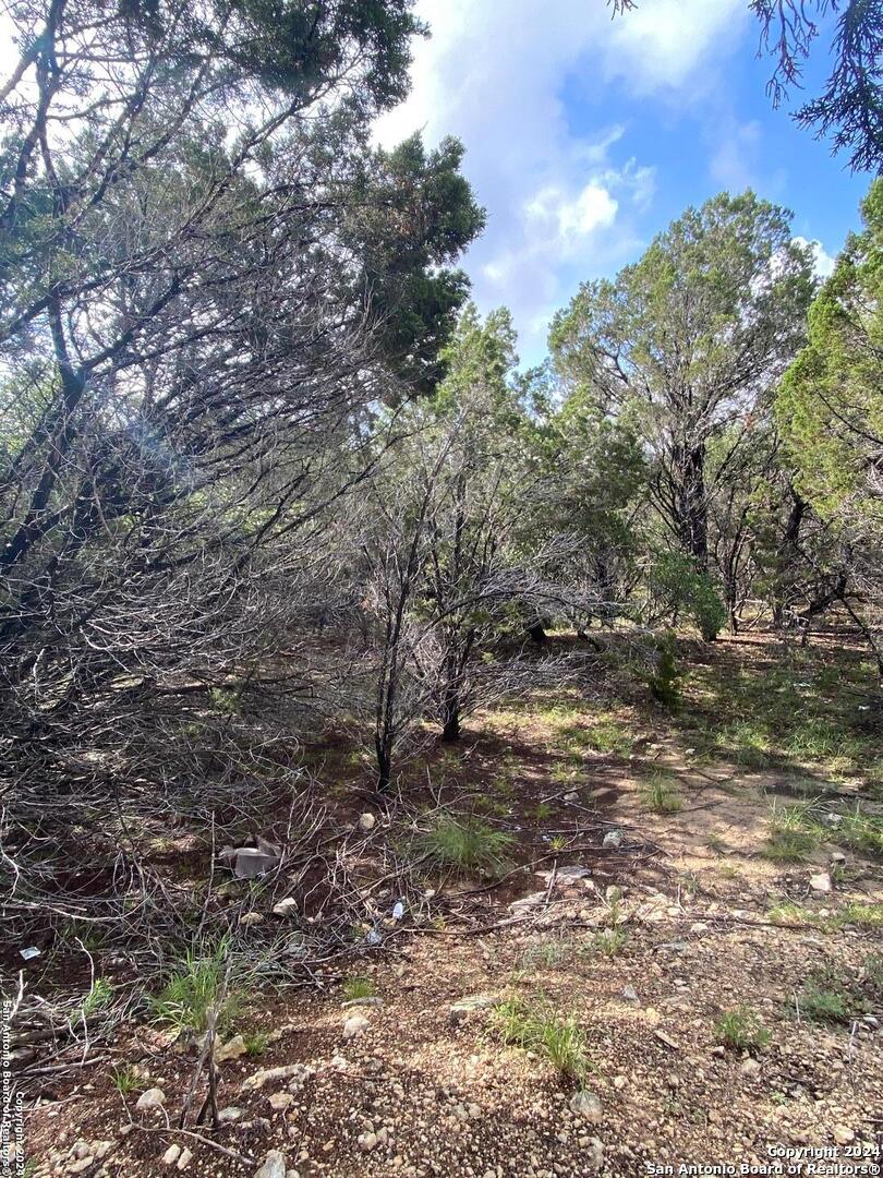 a view of a forest with trees in the background